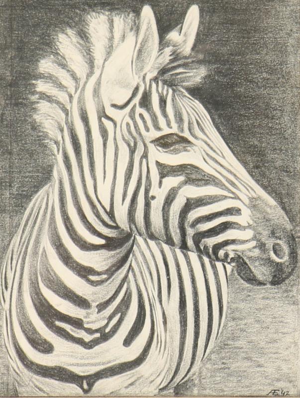 Tekening van een zebra AE '42.