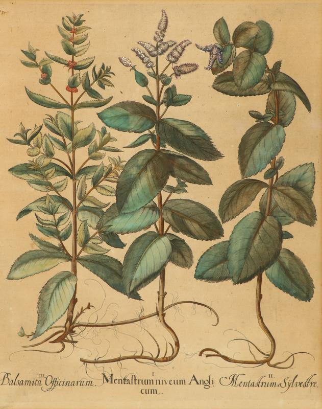 Een 18e-eeuwse handgekleurde gravure van een drietal planten en haar wortels. 
