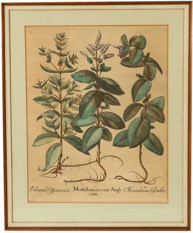 Een 18e-eeuwse handgekleurde gravure van een drietal planten en haar wortels. 