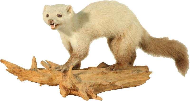 Een taxidermy hermelijn op een stronk. Eerste helft 20e eeuw.