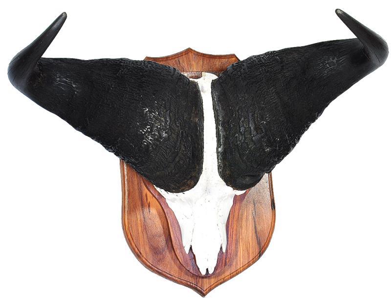Kaapse buffel