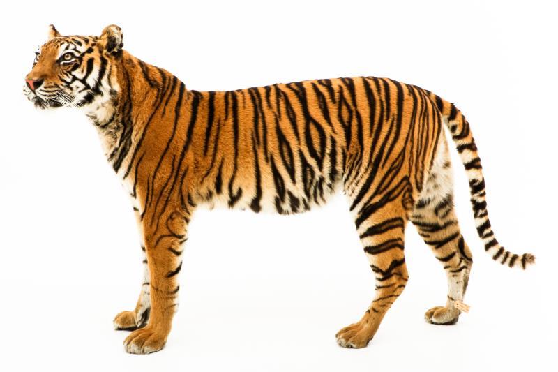 Een opgezette jonge Siberische tijger, vrouwelijk, (Panthera tigris altaica)