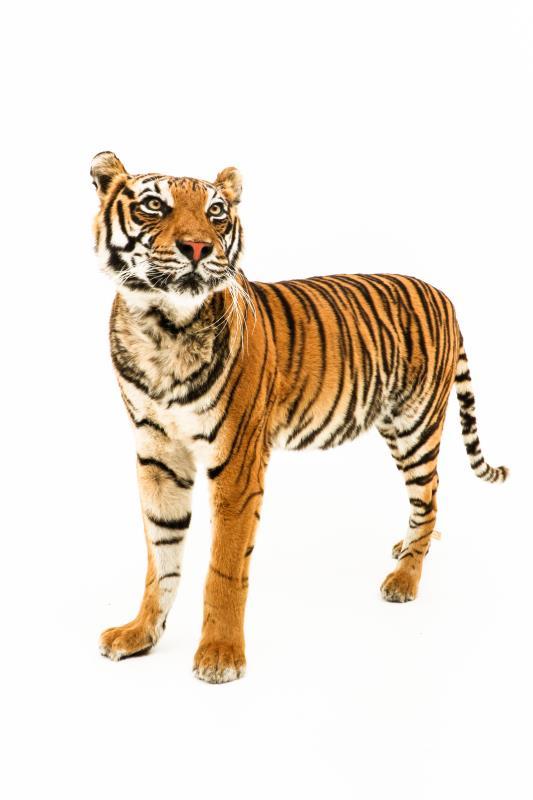 Een opgezette jonge Siberische tijger, vrouwelijk, (Panthera tigris altaica)