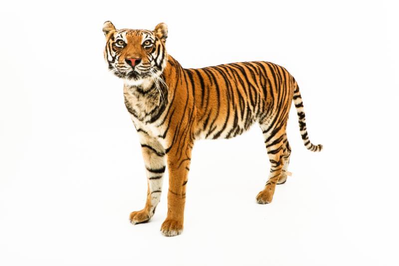 Een opgezette jonge Siberische tijger, vrouwelijk, (Panthera tigris altaica)