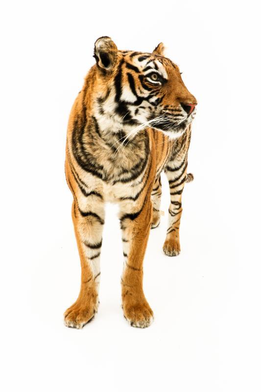 Een opgezette jonge Siberische tijger, vrouwelijk, (Panthera tigris altaica)