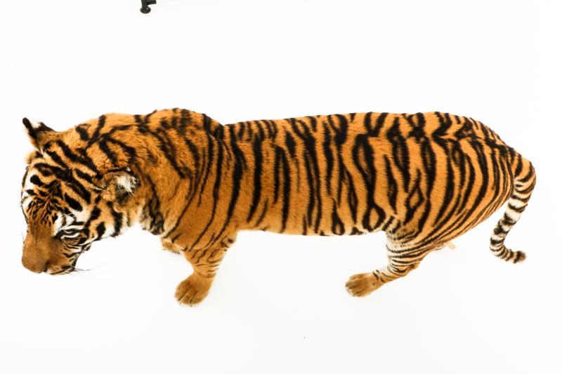 Een opgezette jonge Siberische tijger, vrouwelijk, (Panthera tigris altaica)