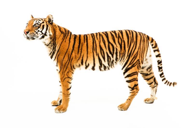 Een opgezette jonge Siberische tijger, vrouwelijk, (Panthera tigris altaica)