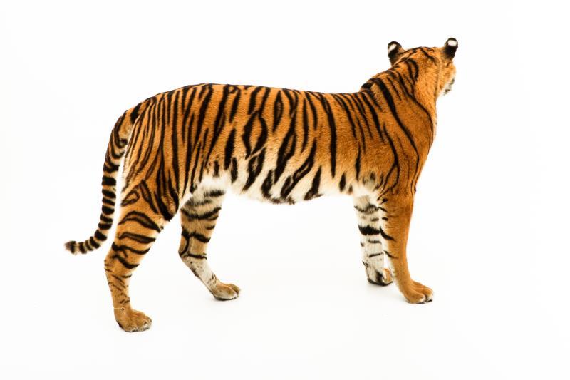 Een opgezette jonge Siberische tijger, vrouwelijk, (Panthera tigris altaica)