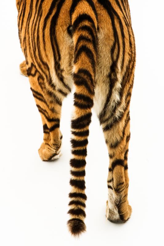 Een opgezette jonge Siberische tijger, vrouwelijk, (Panthera tigris altaica)