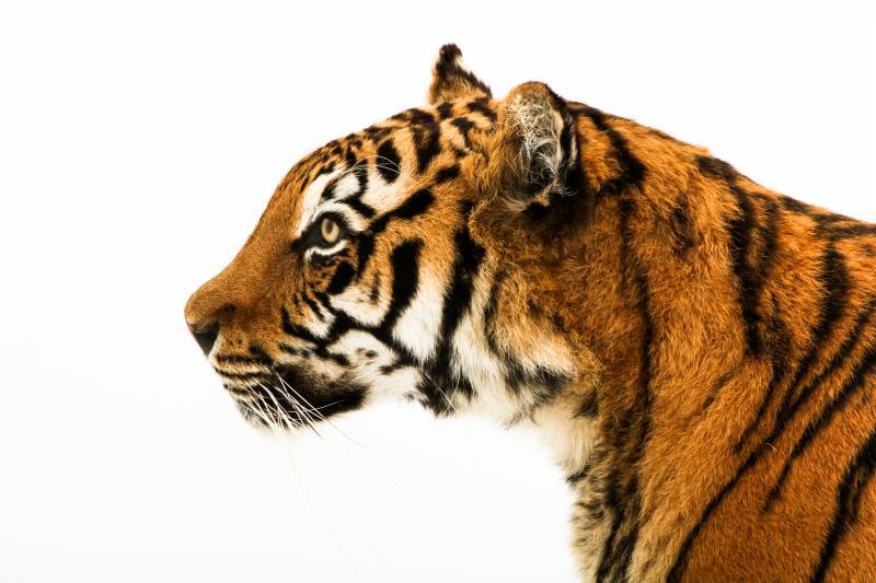 Een opgezette jonge Siberische tijger, vrouwelijk, (Panthera tigris altaica)