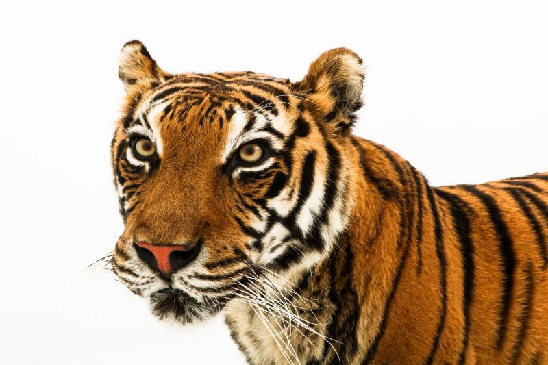 Een opgezette jonge Siberische tijger, vrouwelijk, (Panthera tigris altaica)