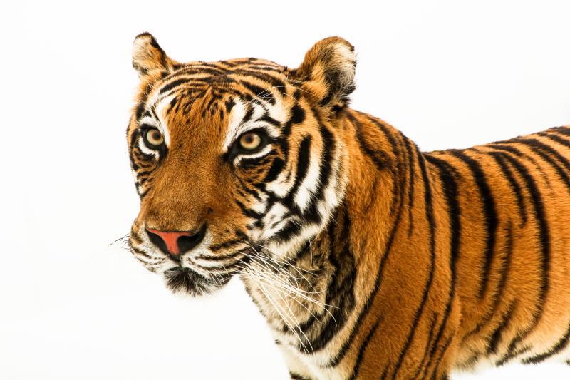 Een opgezette jonge Siberische tijger, vrouwelijk, (Panthera tigris altaica)