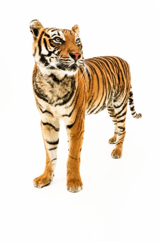 Een opgezette jonge Siberische tijger, vrouwelijk, (Panthera tigris altaica)