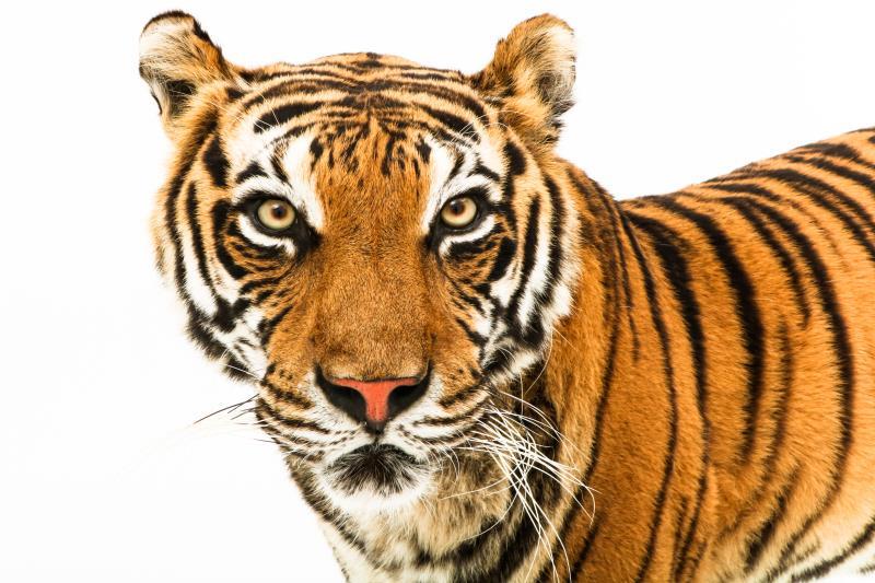 Een opgezette jonge Siberische tijger, vrouwelijk, (Panthera tigris altaica)