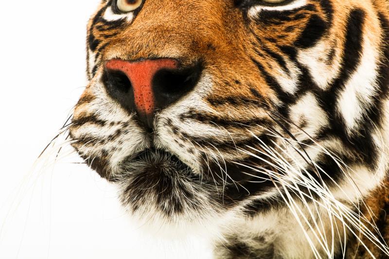 Een opgezette jonge Siberische tijger, vrouwelijk, (Panthera tigris altaica)