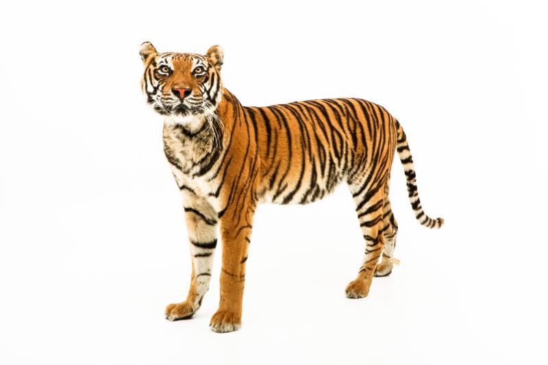 Een opgezette jonge Siberische tijger, vrouwelijk, (Panthera tigris altaica)