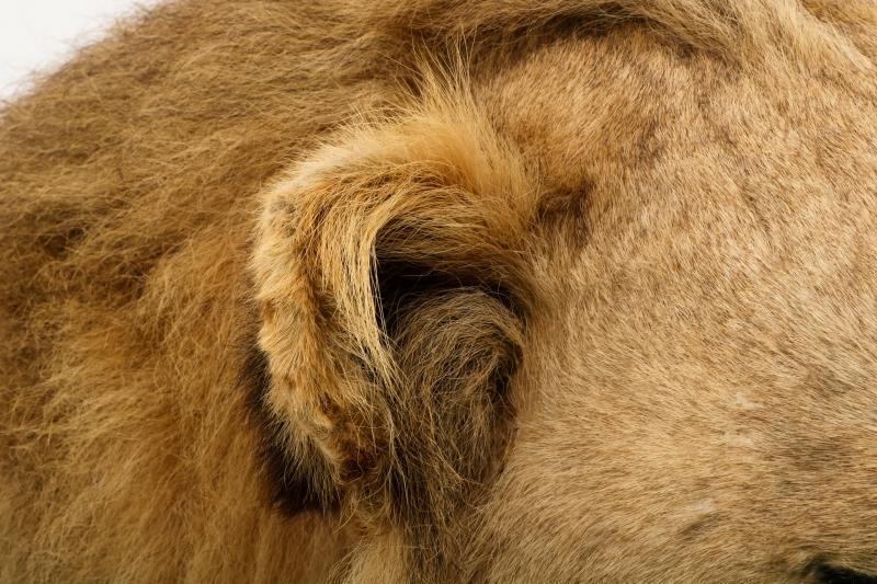 Een opgezette jonge Panthera leeuw, mannelijk (Panthera leo).