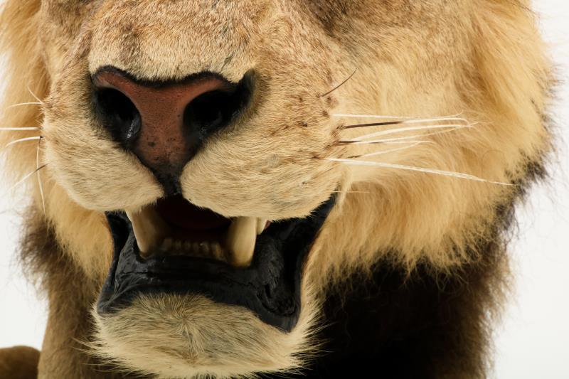 Een opgezette jonge Panthera leeuw, mannelijk (Panthera leo).