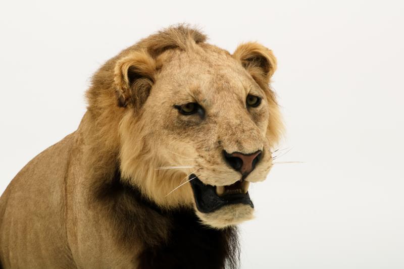 Een opgezette jonge Panthera leeuw, mannelijk (Panthera leo).