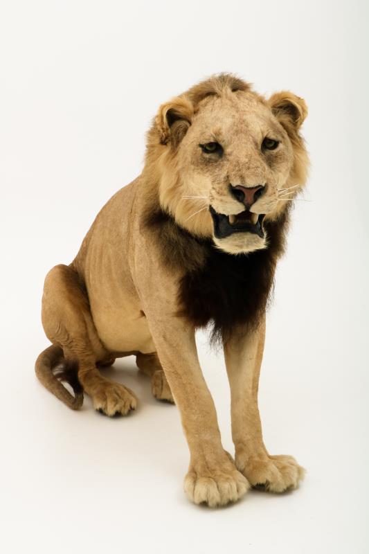 Een opgezette jonge Panthera leeuw, mannelijk (Panthera leo).