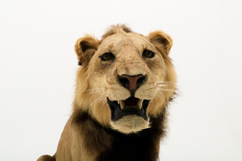 Een opgezette jonge Panthera leeuw, mannelijk (Panthera leo).