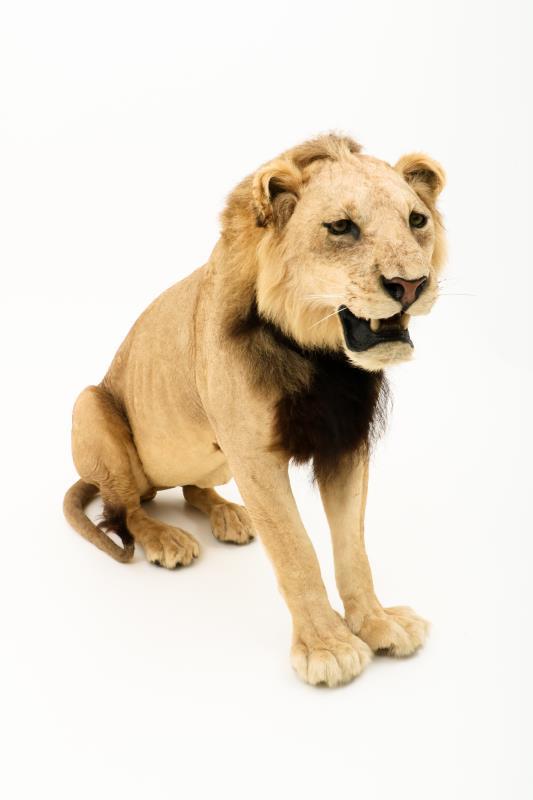 Een opgezette jonge Panthera leeuw, mannelijk (Panthera leo).