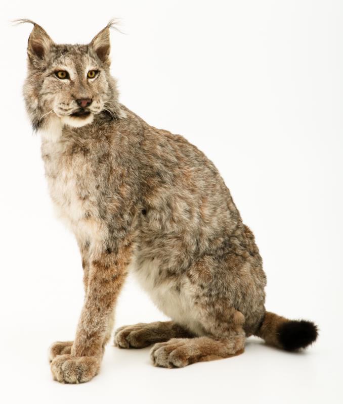 Een opgezette Eur-Aziatische lynx (Lynx lynx). 