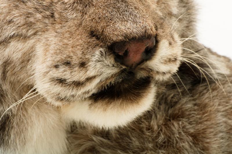 Een opgezette Eur-Aziatische lynx (Lynx lynx). 