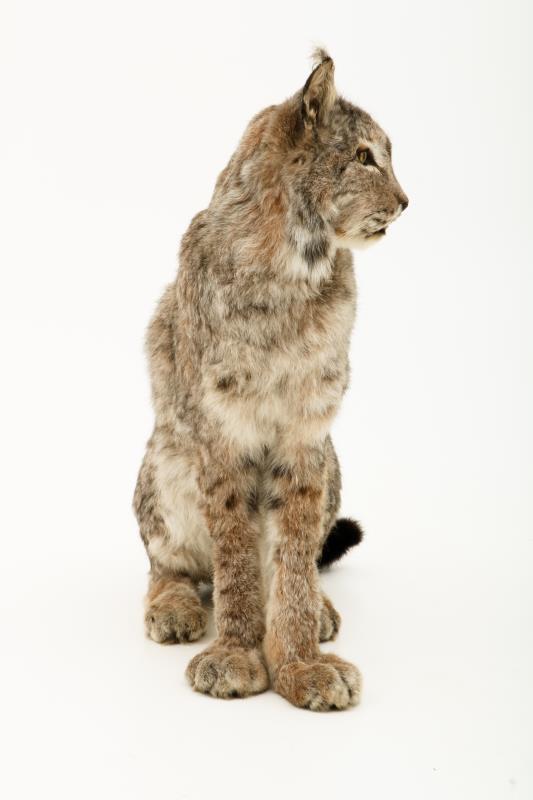 Een opgezette Eur-Aziatische lynx (Lynx lynx). 