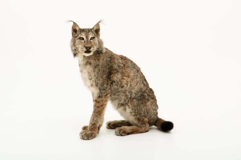 Een opgezette Eur-Aziatische lynx (Lynx lynx). 