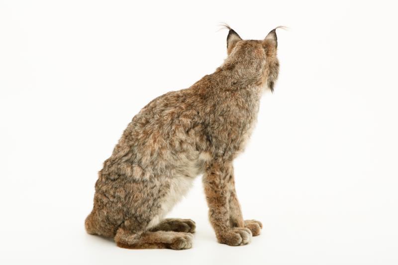 Een opgezette Eur-Aziatische lynx (Lynx lynx). 