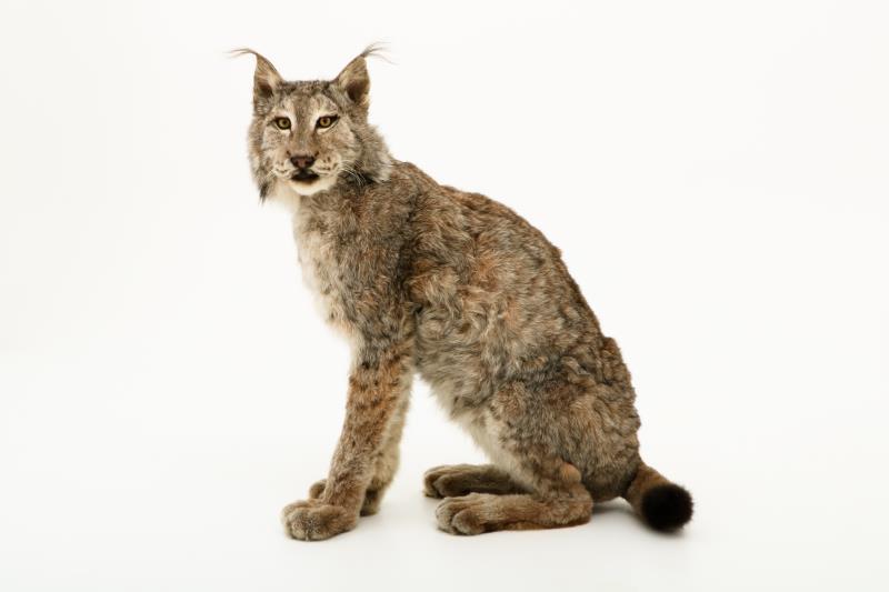 Een opgezette Eur-Aziatische lynx (Lynx lynx). 