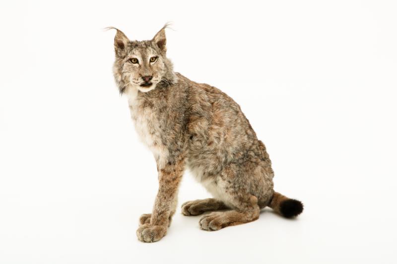 Een opgezette Eur-Aziatische lynx (Lynx lynx). 