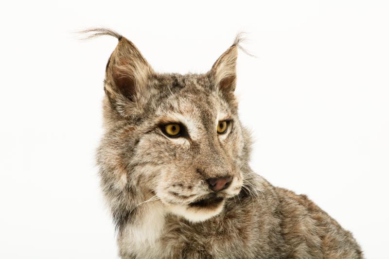 Een opgezette Eur-Aziatische lynx (Lynx lynx). 