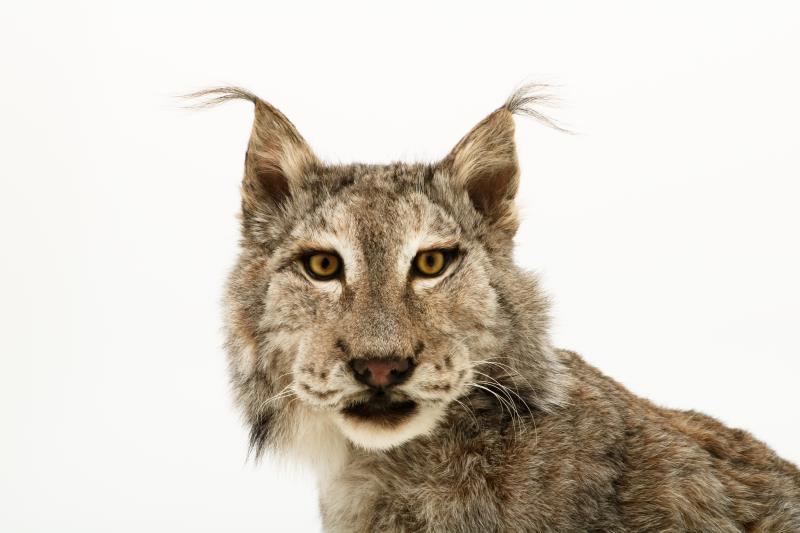 Een opgezette Eur-Aziatische lynx (Lynx lynx). 