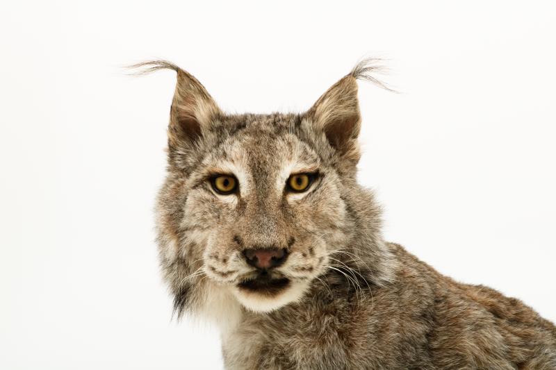 Een opgezette Eur-Aziatische lynx (Lynx lynx). 