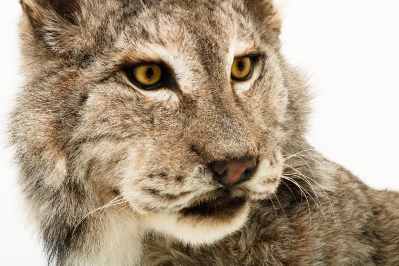 Een opgezette Eur-Aziatische lynx (Lynx lynx). 