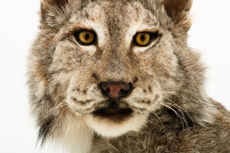 Een opgezette Eur-Aziatische lynx (Lynx lynx). 