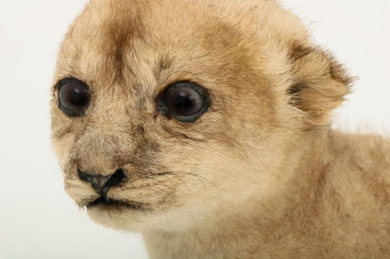 Een opgezet jong leeuwenwelpje (Panthera leo (?)).