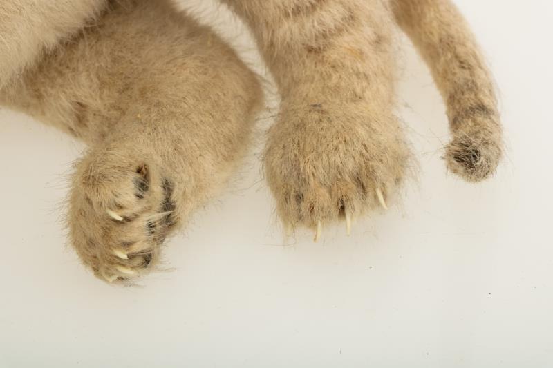 Een opgezet jong leeuwenwelpje (Panthera leo (?)).