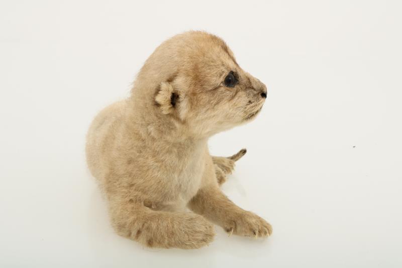 Een opgezet jong leeuwenwelpje (Panthera leo (?)).