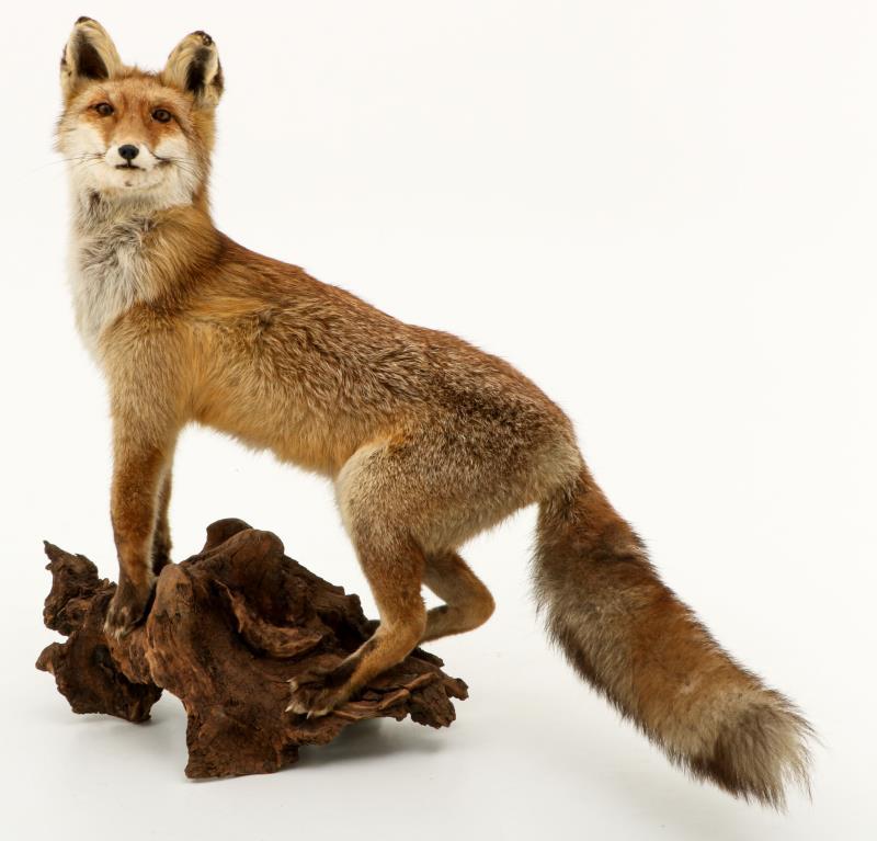 Een opgezette vos (Vulpes vulpes) op boomstronk. 