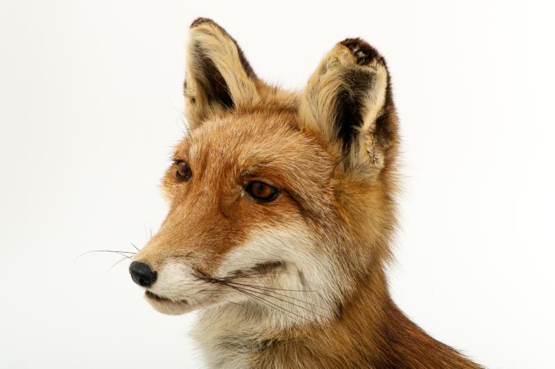 Een opgezette vos (Vulpes vulpes) op boomstronk. 