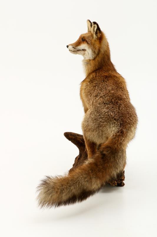 Een opgezette vos (Vulpes vulpes) op boomstronk. 