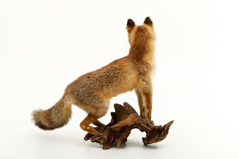 Een opgezette vos (Vulpes vulpes) op boomstronk. 