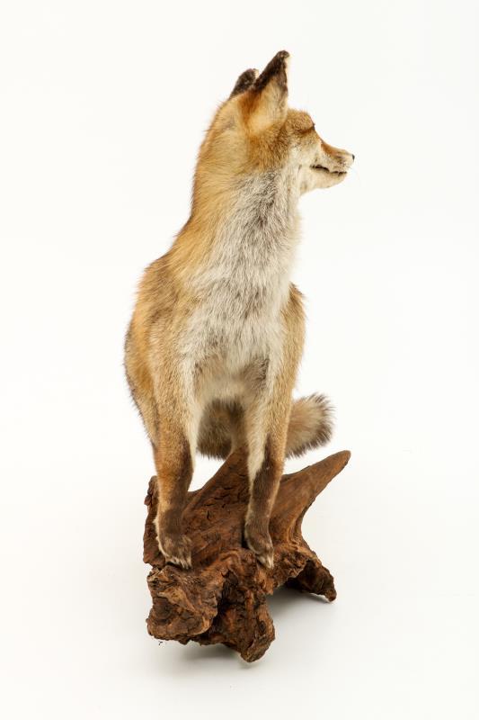 Een opgezette vos (Vulpes vulpes) op boomstronk. 