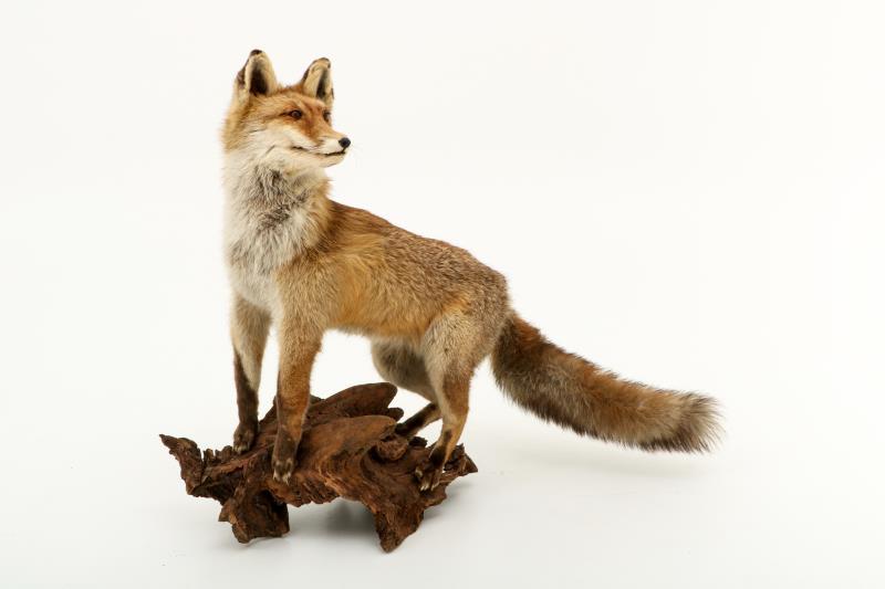 Een opgezette vos (Vulpes vulpes) op boomstronk. 