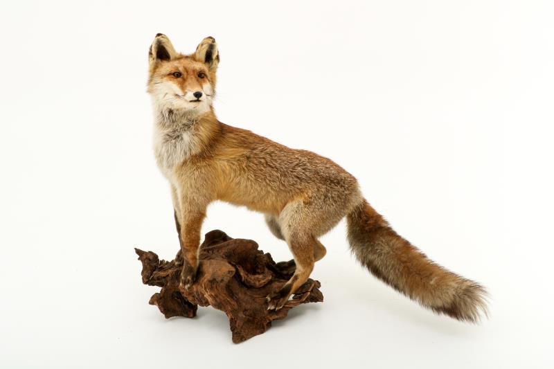 Een opgezette vos (Vulpes vulpes) op boomstronk. 