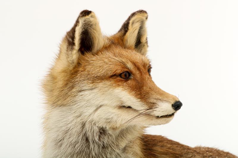 Een opgezette vos (Vulpes vulpes) op boomstronk. 