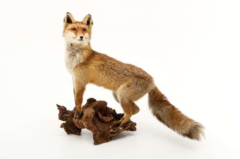 Een opgezette vos (Vulpes vulpes) op boomstronk. 